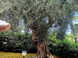 Dettaglio albero Olivo