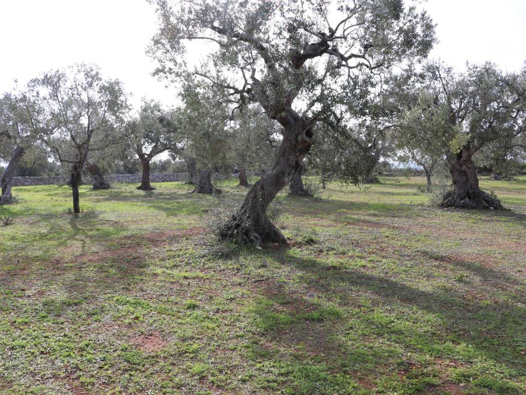 Giardino/Terreno