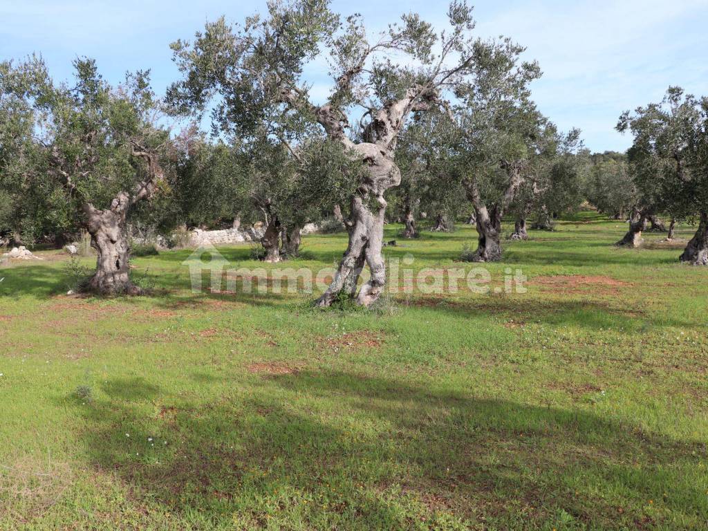 Giardino/Terreno