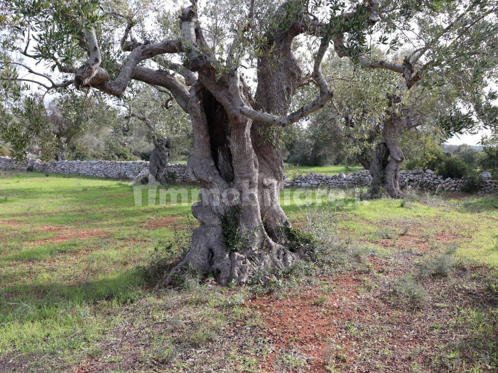 Giardino/Terreno