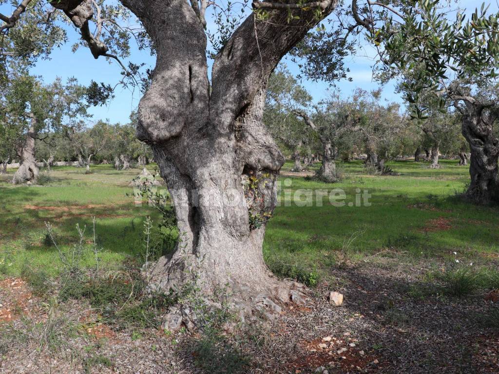 Giardino/Terreno