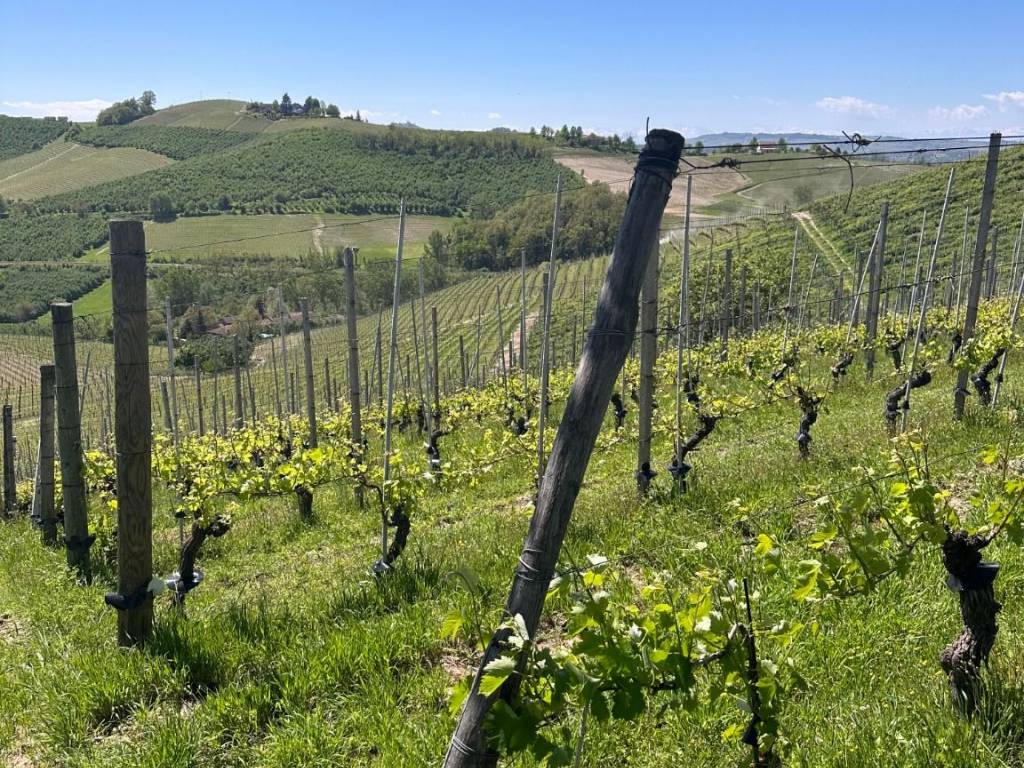 Terreno agricolo via torino, centro, barbaresco