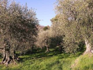 Dolceacqua-Liguria-plot-for-sale-le-46005-103