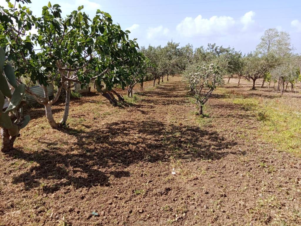 Terreno agricolo sp122, partinico