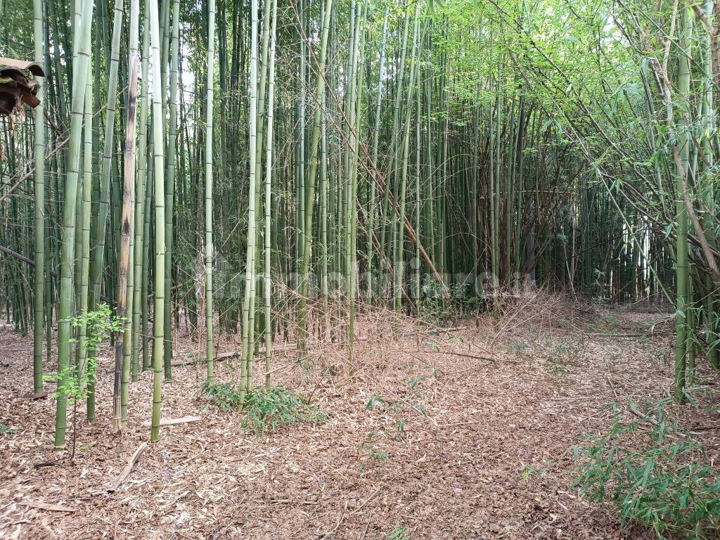 bambuseto