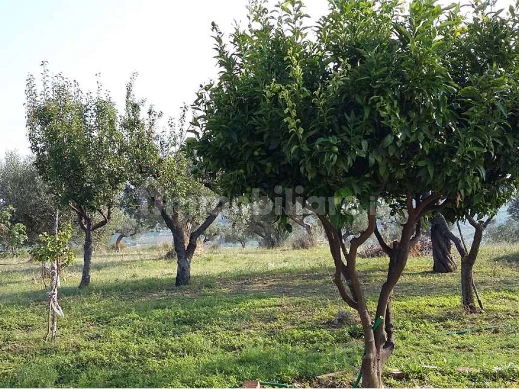 terreno uliveto e alberi da frutto 