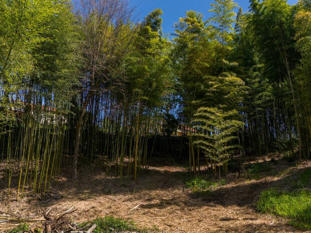 Bambù e sentiero