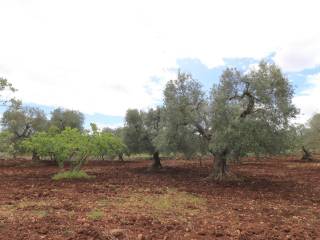 Pregio Immobiliare Ostuni