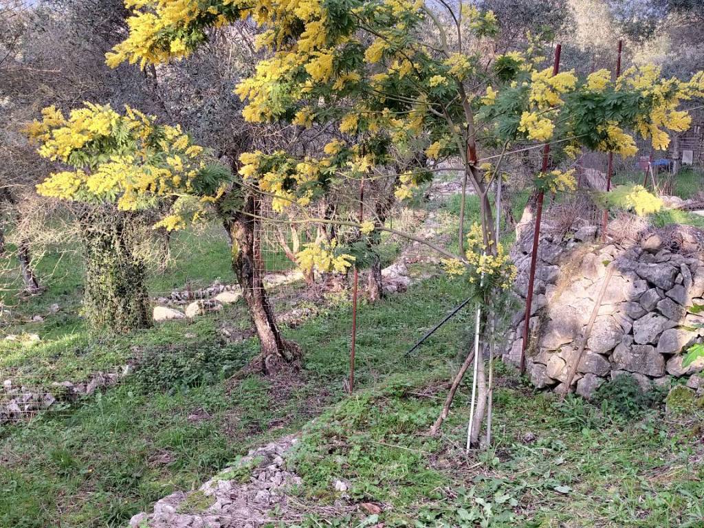 Terreno agricolo via santi adamini, sonnino