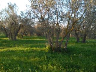 annesso agricolo vende vetralla