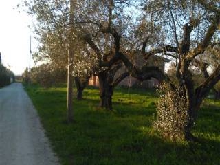 annesso agricolo vende vetralla