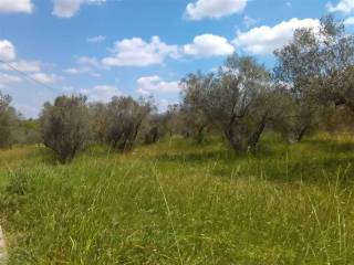 annesso agricolo vende vetralla