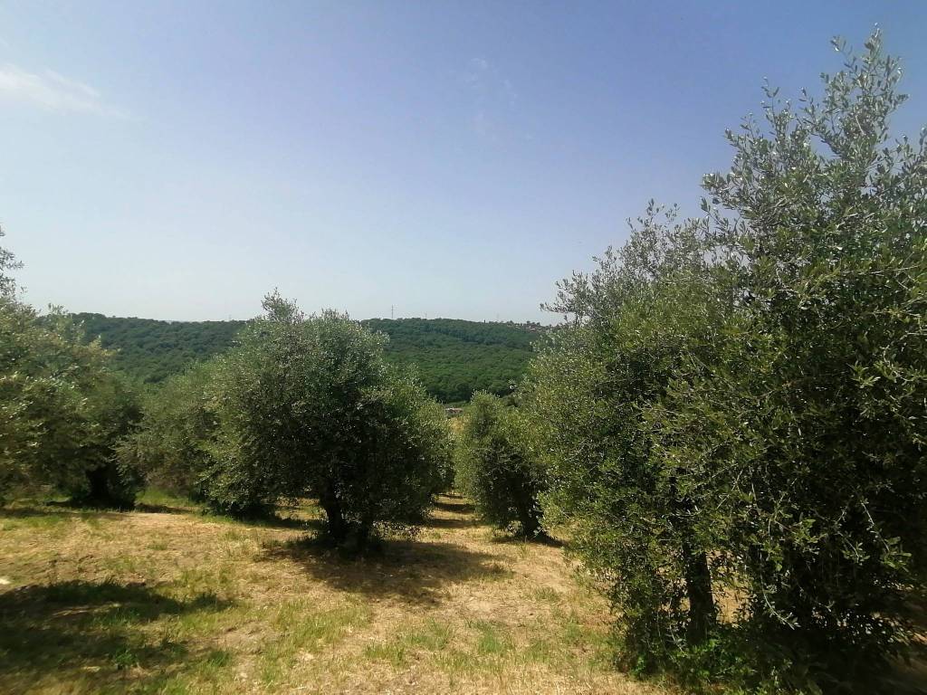 Terreno agricolo via torre dei tucci, fonte nuova