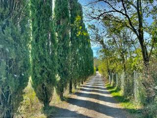 cypress alley