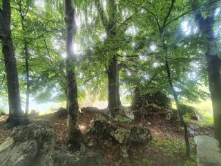 I rumori della Natura