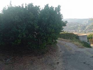 Zona