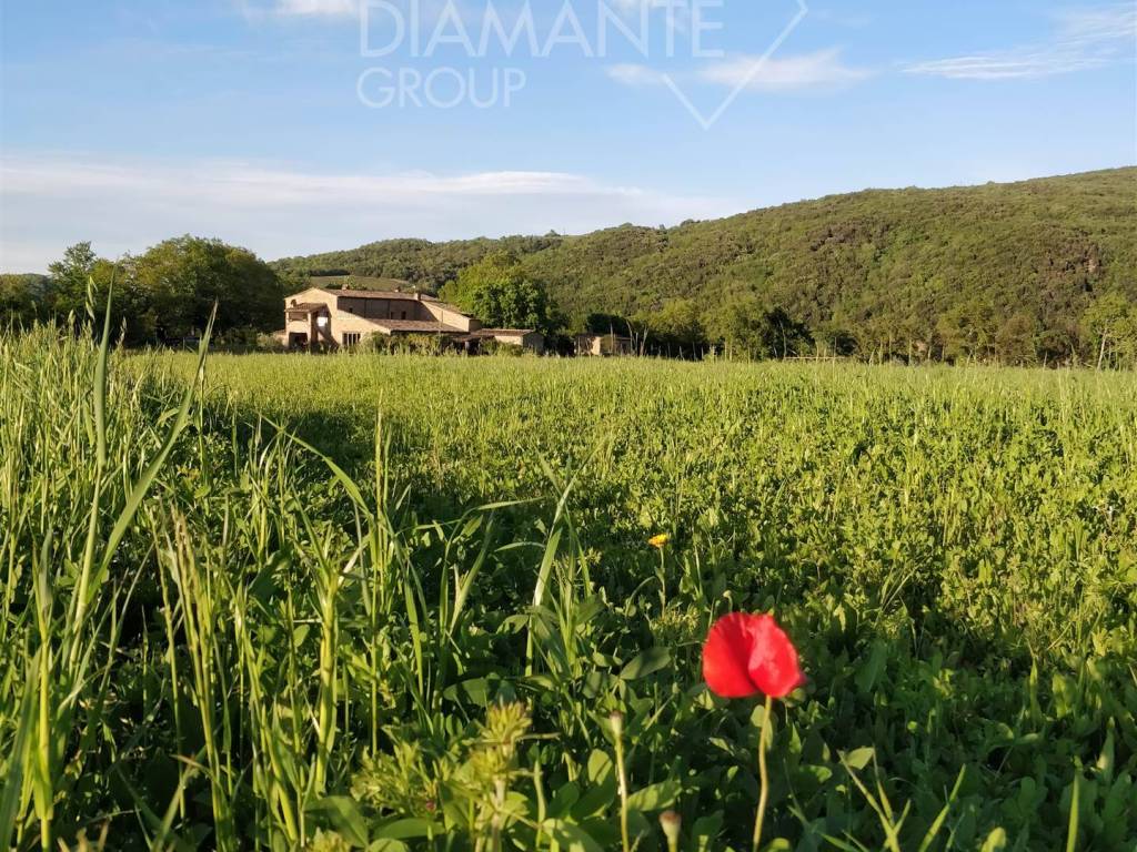 Terreno agricolo civitella paganico, civitella paganico