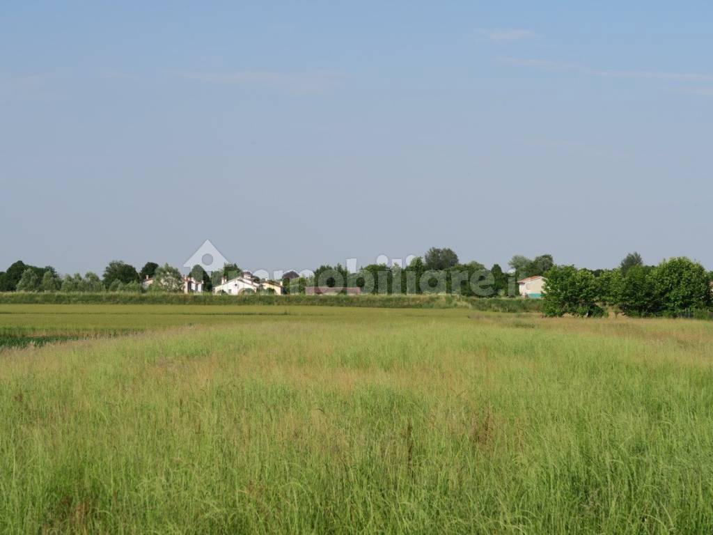 campo fiorito