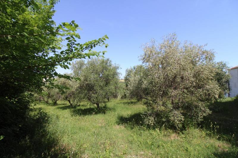 Terreno agricolo via roma 1, le cozze, monte san vito