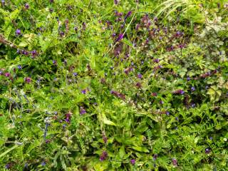 Terreno Viagrande (14).jpg