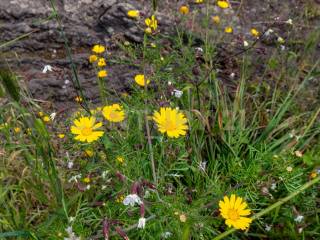 Terreno Viagrande (18).jpg