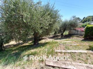 giardino con olivi