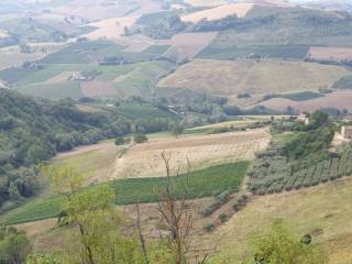016 Carassai - Vigneto,uliveto e semina
