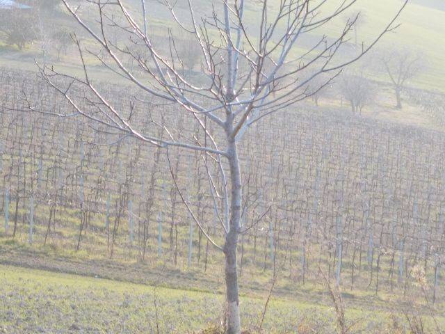 Terreno agricolo contrada, ripatransone