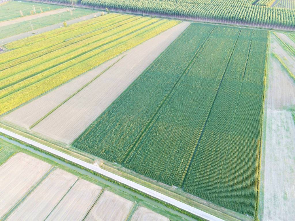 Terreno agricolo via virgiliana, borgo virgilio