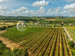Maremma Toscana Azienda Vitivinicola con villa