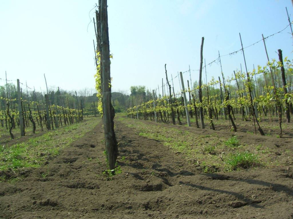 Terreno agricolo strada provinciale vecchia licola 6, licola, cuma, pozzuoli