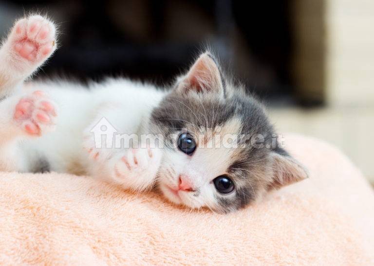 Palazzo - Edificio in affitto a Roma