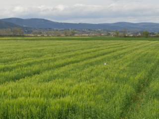 Terreno