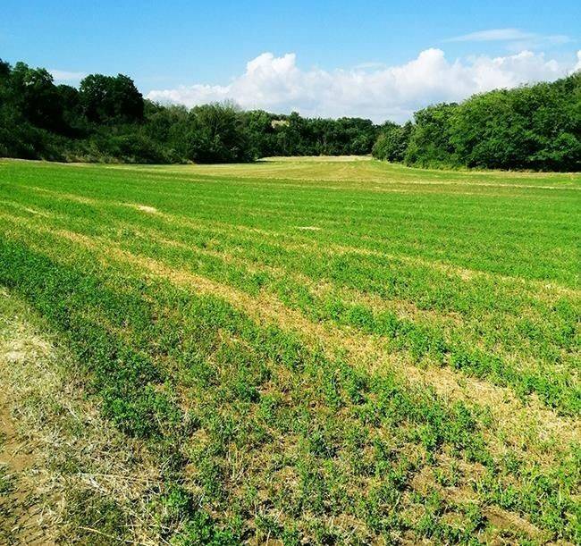 Terreno agricolo via melorie 1, centro, ponsacco