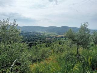 Vista
