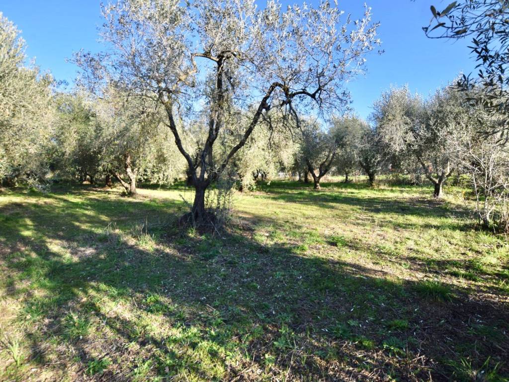 Terreno agricolo strada di san bartolo, san vincenzo