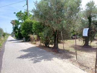 Zona