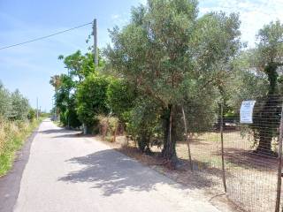 Zona
