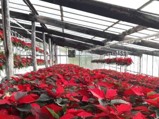 coltivazioni in serra