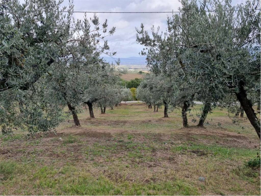 Terreno non edificabile via limigiano san c., bevagna