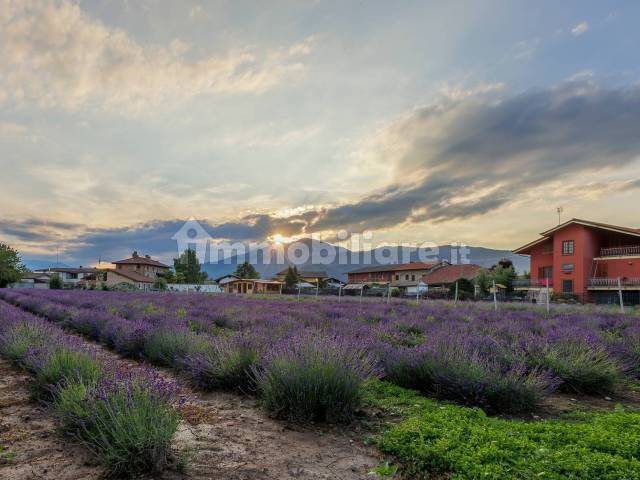 Lavanda