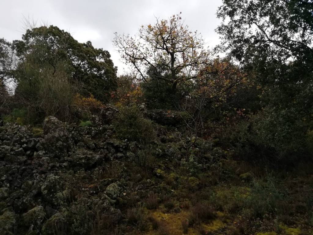 Terreno agricolo via calatafimi, centro, belpasso