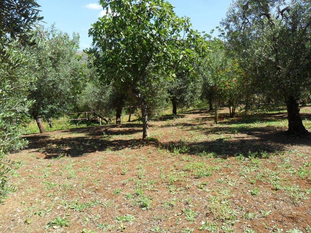 Terreno agricolo strada provinciale itri sperlonga 95, itri