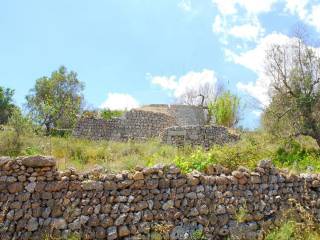 liama