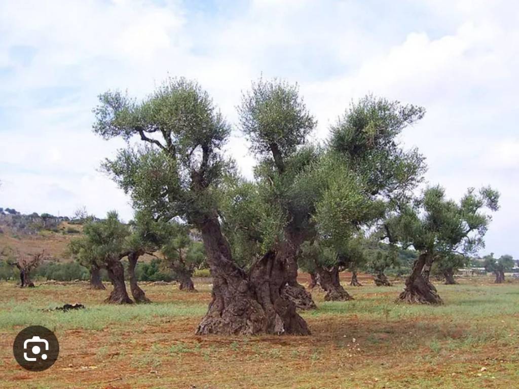 Terreno agricolo contrada ornale, san giovanni rotondo
