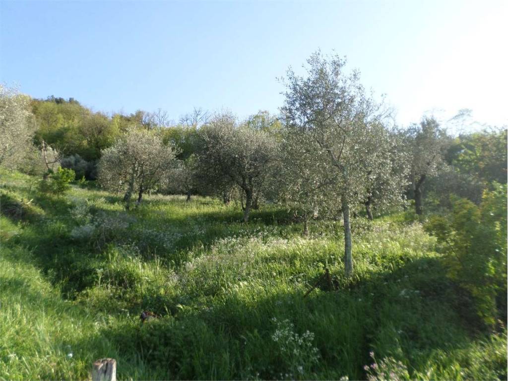 Terreno agricolo, monsummano terme