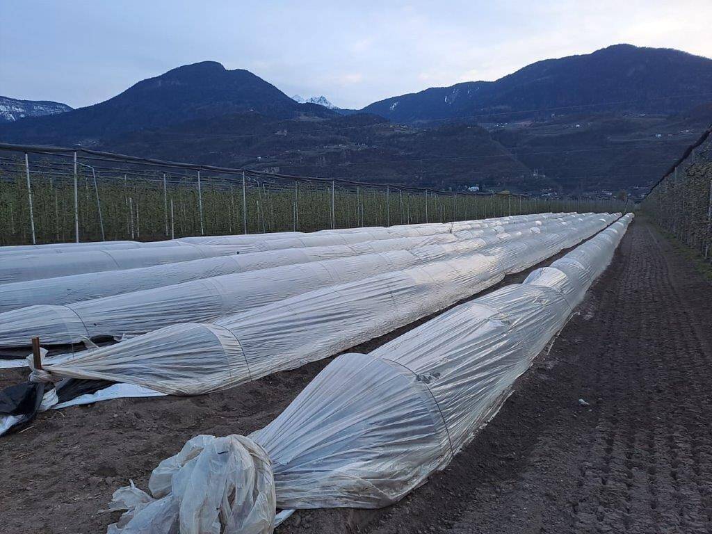 Terreno agricolo, lana