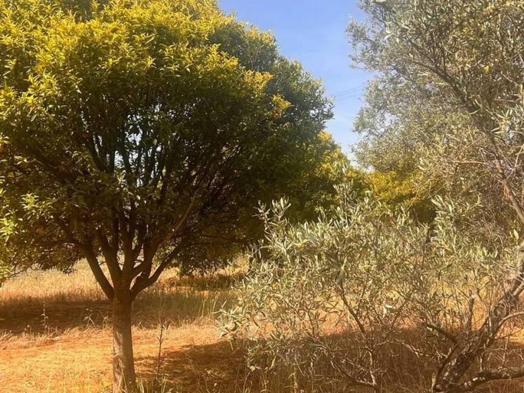 Terreno non edificabile contrada campo marzo, 108, campomarzio, monasterace