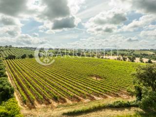 Maremma Toscana Azienda Vitivinicola con villa