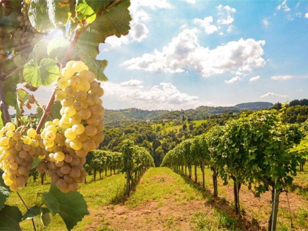 Terreno agricolo, valeggio sul mincio